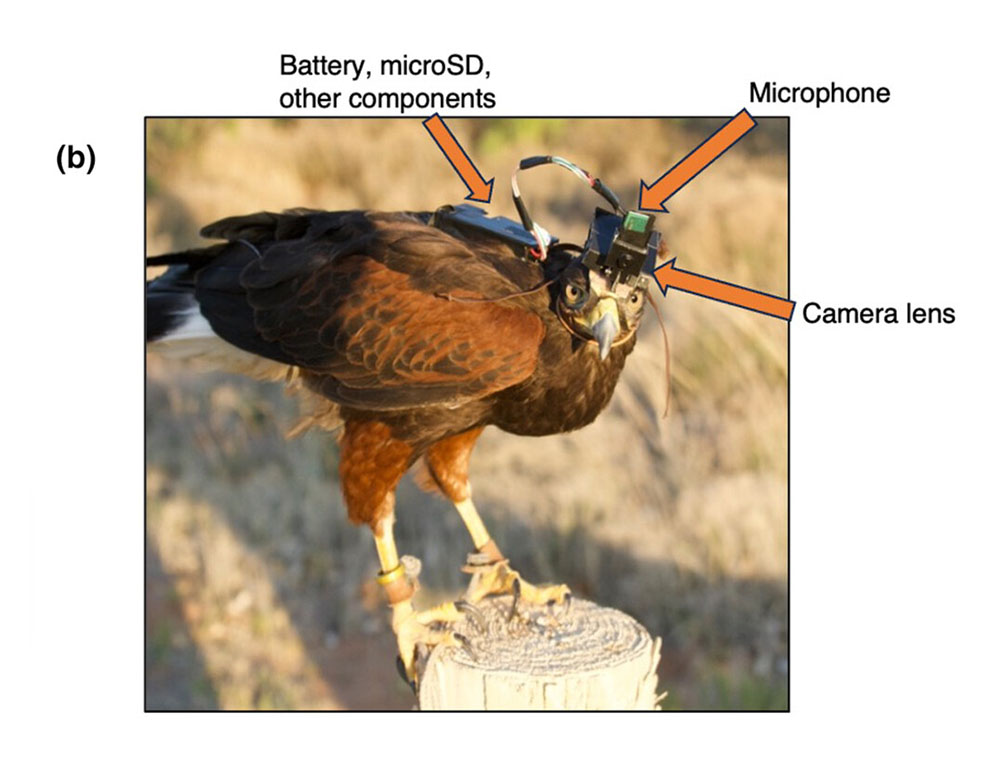 A real living hawk rigged up, not totally uncomfortably it seems, with a head-mounted camera and microphone.