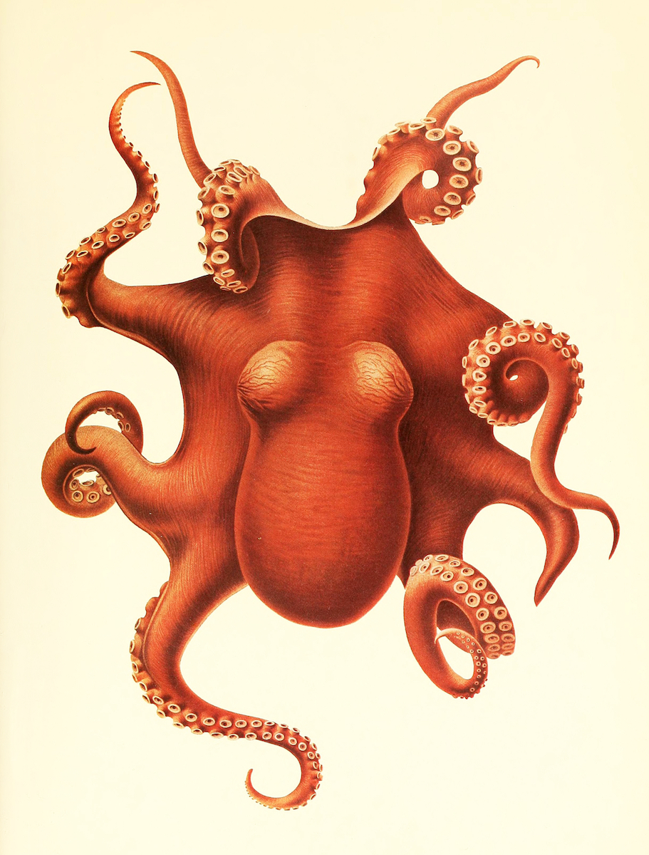 Octopus, 1910, Ewald Rübsamen