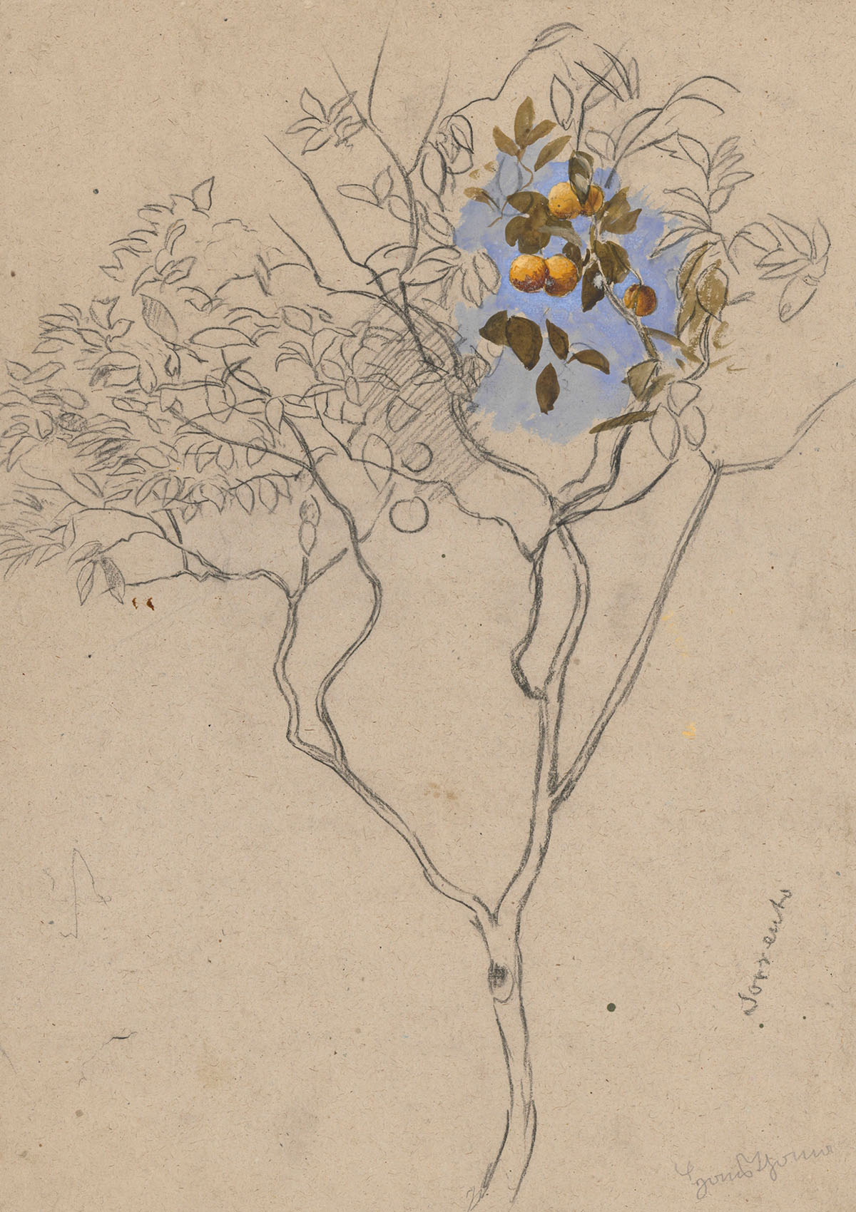 Study of an orange tree from the vicinity of Sorrento, 1880, Hans Thoma