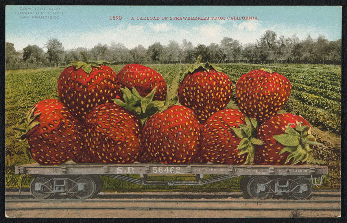 A Carload of Strawberries from California, 1909, Edward H. Mitchell